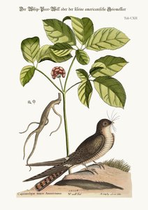 De Whip-Poor-Will, 1749-73 door Mark Catesby